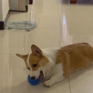 Interactive Chew Dog Training Soft TPR Toys Spiked Squeaky Bouncy Ball Pet Toys For Small Dogs Teething Toy For Dogs