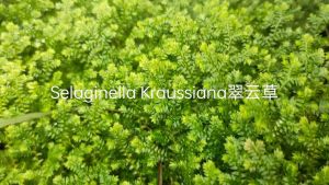 Selaginella Kraussiana/Paludarium/Gardening