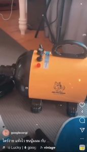EGG Pet dryer Fast Drying 2800W low noise Dog and Cat Household Electric Hair Dryer Hair Dryer Quick COD