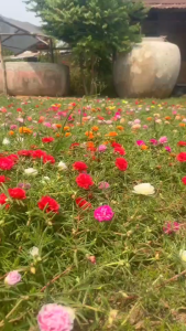 ดอกเเพรเซี่ยงไฮ้ คละสี40กิ่ง กิ่งอวบยาวสด เก็บใหม่จากสวนวันต่อวัน รับประกันสินค้าสวดสดเเน่นอน