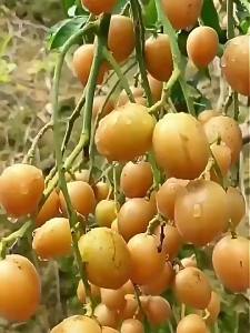 Additive-free Original Flavored Dried Loquat