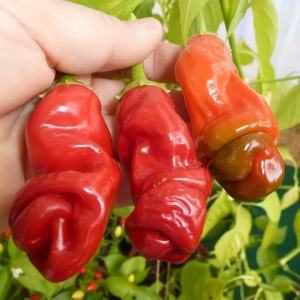 3 BIJI BENIH CABE PORNO PETER PEPPER CAMPUR WARNA