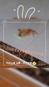 DÂY GẶM COTTON THẮT NÚT CHO CHÓ LÀM SẠCH RĂNG (MÀU NGẪU NHIÊN)