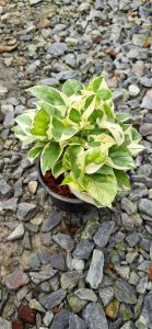 พลูงาช้าง ส่งพร้อมกระถางดำ4นิ้ว ต้นน่ารัก ฟอกอากาศ ต้นไม้ในร่ม พูดถึง