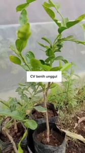 Bibit Jeruk Purut atau Bumbu Okulasi Sudah Besar berkualitas