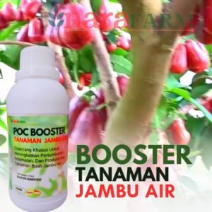 Pupuk buah jambu air super lebatPupuk jambu air cepat berbuahPupuk pelebat buah jambu air