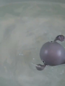 WEIHUIMEI 🛁💦ของเล่นทารกอาบน้ำสุดน่ารัก ชุดสัตว์ทะเล โลมา/กบ/ปู 🎯เสริมพัฒนาการ ผ่านมาตรฐานBPA ของเล่นลอยน้ำ เต่าไขลานว่ายน้ำ ของเล่นอาบน้ำเด็ก