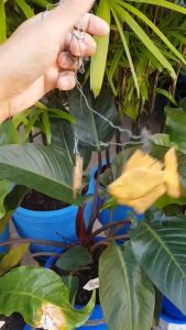 ปลาตะเพียนเงินปลาตะเพียนทอง วัดโพธาราม จ.สุพรรณบุรี ชุดที่ 2