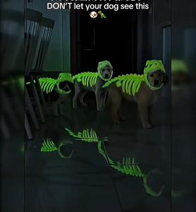 Hateli Pet trang phục khủng long Halloween 3D thiết kế bộ xương Trang Phục Cho Trung Bình Để chó lớn Thực Tế Dino Trang Phục Cho Vật Nuôi tiệc cosplay Gia Đình Đáng yêu Mèo quần áo hình khủng long