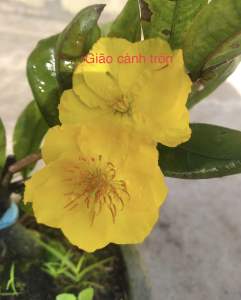 Hoa Mai Dảo Cánh Tròn_cây ghép