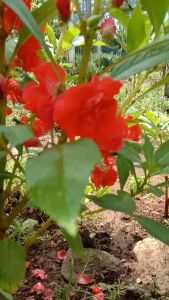 Twinsdaily | Benih Bunga Pacar Air Tumpuk Impatiens Balsamina Merah