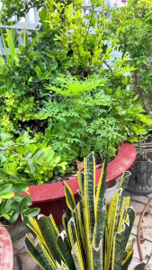 Hạt giống rau sao nhái rừng (hay còn gọi là rau nhái) Cây rất dễ sống có thể trồng quanh năm và thích nghi tốt với nhiều loại đất.