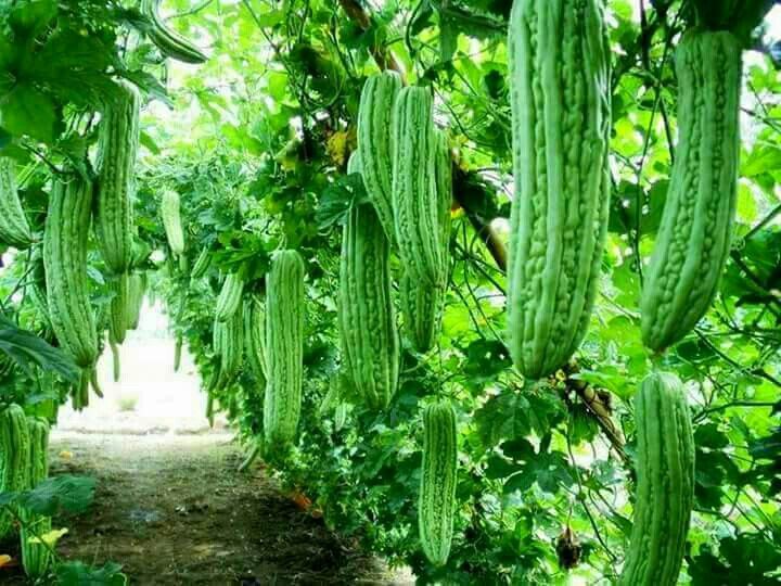 Ampalaya with FREE fertilizer