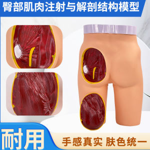 High Grade Intragluteal Injection Model with Anatomical Structure Model Hip Injection Practice Model Medical Training
