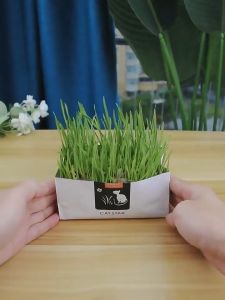 เครื่องดื่มหญ้าแมว ราคาสูง กล่อง 10 ครบ ถุงปลูกง่าย ชุดปลูกหญ้าแมว หญ้าเเมว สำหรับสัตว์เลี้ยง สำหรับน้ำมัน สำหรับสุขภาพชุด ครบคุณภาพ สำหรับผู้ชายและแท่งเที่ยว