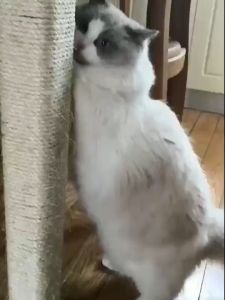 DIY Cat Scratcher Rope Twisted Sisal Rope Replacement Cat Tree Scratching Toy Cat Climbing Frame Bin