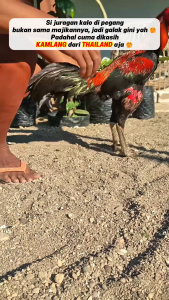 Kamlang Black Platinum Thailand - Suplemen Ayam Aduan Penambah Stamina