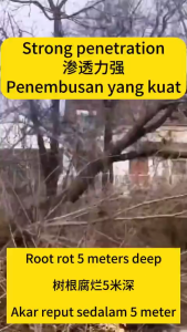 The roots rotted in 1 day! tree killer 1000g concentrated formula can kill trees weeds bamboo tree
