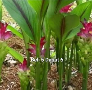 windaba - Bibit tanaman kunyit putih obat herbal ( beli 5 dapat 6 )