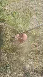 ใบมีด ตัดหญ้า ตัดรอบโคน ปลอดภัย ไม่ต้องกลัวโดนต้นไม้ ท่อน้ำ แบบ 2 แฉก ความยาว 10 นิ้ว M