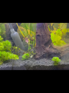 AP AIMAYAPET Fish Tank Water Changer Aquarium Mini Siphon Vacuum Cleaner Water Pumping 鱼缸换水器