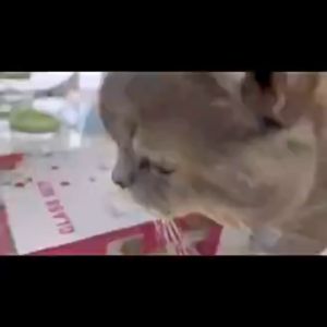 OFM-C1171 Toples Penyimpanan Kue Lebaran: Toples Kaca Gladies Hazel Set 3pcs