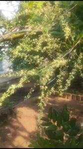 Pupuk Klengkeng Berbuah Lebat & Pupuk Booster Klengkeng