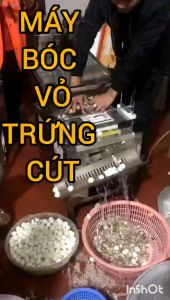 Máy bóc vỏ trứng cút công nghiệp