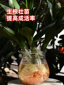 500g Organic Rooting Powder Pataba sa Ugat Plant Rooting Agent Succulent Flower Fruit Tree Hydroponic Gardening Fertilizer