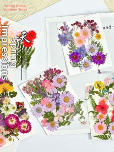 Pressed Flowers and Plant Specimens for DIY and Crafts