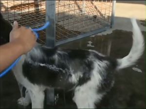 แปรงนวด แปรงอาบน้ำสัตว์เลี้ยง แปรงอาบน้ำซิลิโคน แปรงขัดหลัง กำจัดขน ฝัวบัวอาบน้ำสัตว์เลี้ยงพร้อมสายยางข้อต่อ