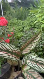 Cây đuôi công sọc mini cây phong thủy trồng trong nhà lọc không khí trang trí nhà cửa nội thất văn phòng vườn của an