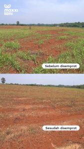 Pembasmi Rumput Lulangan Herbisida Glubest 200SL 1 liter MAXXI AGRI Amonium Glufosinat 200 g/l