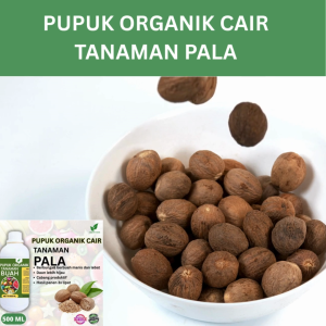 Pupuk Buah Pala 500 ML /Pupuk Booster Pala Cepat Berbuah Lebat/Pupuk Cair Pala