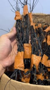 Satu Paket Isi 10 Batang Untuk Kerajinan Cincin Dan Gelang Anak Bahan Akar Bahar Hitam