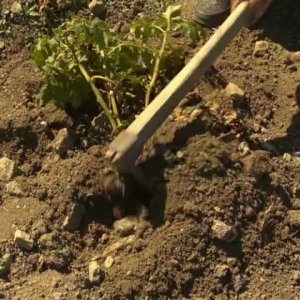 pupuk booster kentang 500ml - mempecept perumbuhan akar - pembenah tanah