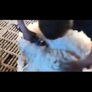 shearer electric sheep Goat hair clippers Shearing machine sheep hair trimmer Electric Sheep hair cutter clipper Hair Trimmer Shearing cordless clipper animal sheep trimmer wireless Shear machine Horse sheep clipper Sheep fur clipper wool