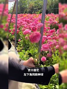 Củ giống hoa mao lương màu trắng - 1 củ - Seeds1