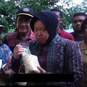 Mori Tea Tubruk Teh Daun Kelor 30 gram