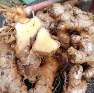 1kg LEMPUYANG SEGAR BIBIT LEMPUYANG TERMURAH LEMPUYANG BASAH /BONGGOL LEMPUYANG