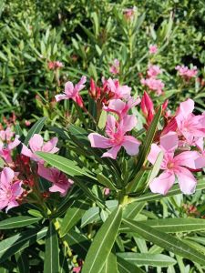 ยี่โถแคระสีชมพู กระถาง 11 นิ้ว ต้นแข็งแรงและรากเต็มกระถาง (กทม)