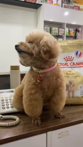 Thức ăn hạt Royal Canin Poodle Adult 1.5kg thức ăn cho chó Poodle trưởng thành trên 10 tháng - DATE 2028