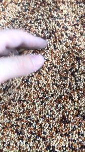 hạt cỏ thái - kê ba màu cho chim cu gáy- kê trộn 1kg