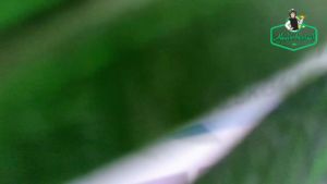 Susu Patah Tulang Anak dan Dewasa 100% Original - Obat Patah Tulang Tulang Retak Tulang Bergeser Tulang Pembengkakan Infeksi Tulang Penguat Tulang Nyeri Tulang Cedera Tulang Skoliosis Kiposis Osteoporosis Dengan ETaku Goat Milk Susu Kambing Etaku