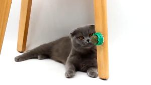 360° Rotatable Newfe Cat Mint Ball Pet Molar Tooth Cleaning Tool Interactive Pet Playing Catnip Balls for Cat Toys Natural Catnip Cat Mint Ball Toy Avaro Fruits Rotatable Licking Pet Supplies Foot and Teeth Clean Teeth cat mint ball cat snack treats toy