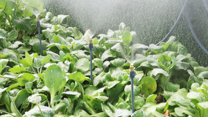 【5PC】6mm Detachable Nozzle Adjustable Garden Nozzle Suitable For Dust Removal Watering Nozzle Agricultural Irrigation Accessories