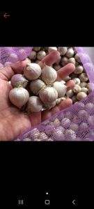 bawang putih tunggal