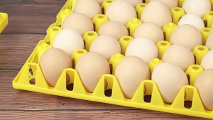 Plastic Egg Trays Thickened Egg racks Egg Storage Box Refrigerator Storage Egg drop resistance Reusable Stackable Durable Light And Durable  Eggs Container High Flexibility Strong Protection Of Eggs