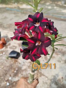Adenium Kemboja Bonsai ID 711/富贵花