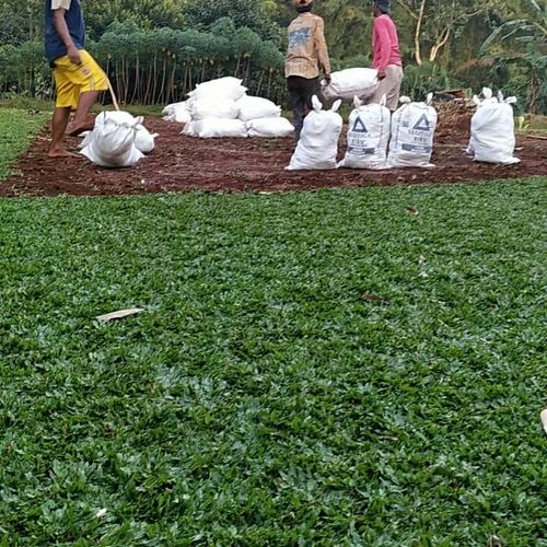 Rumput%20gajah%20mini%20ukuran%2050cm%20x%2050cm%20persegi%20-%20Image%202